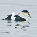 Common Eiders