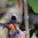 Mother feeding the nestlings