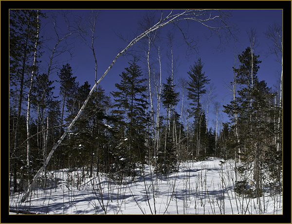 Looking into the Pristine Forest