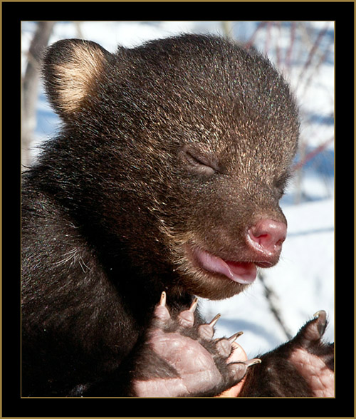 Black Bear Cub