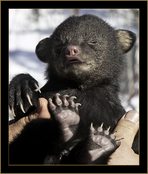 Black Bear Cub