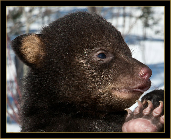 Black Bear Cub