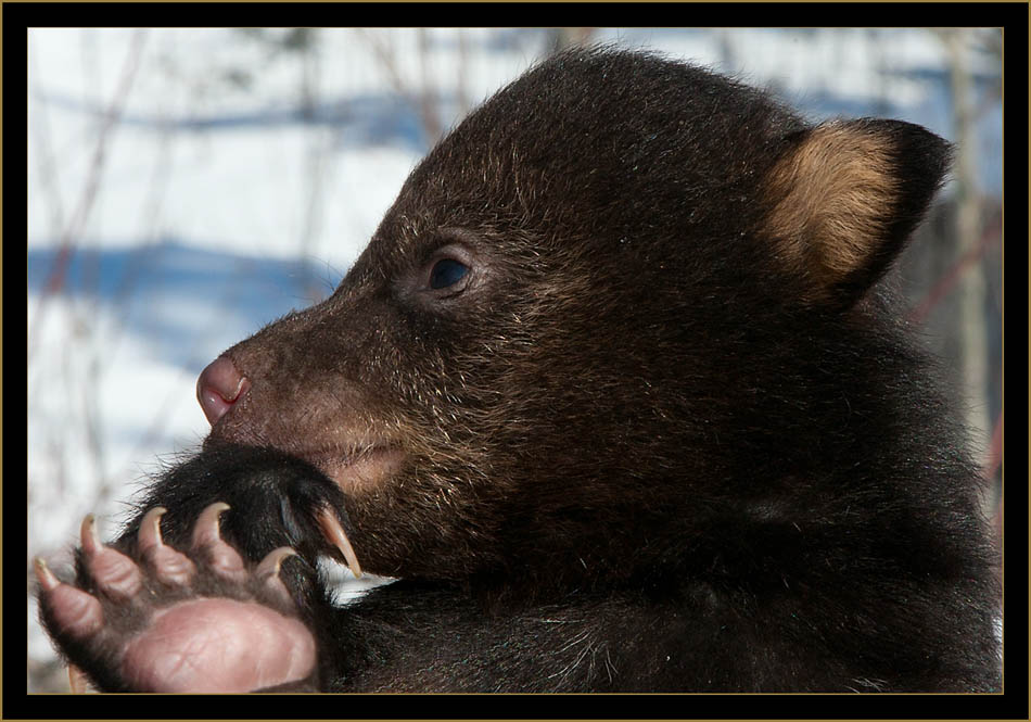 Black Bear Cub