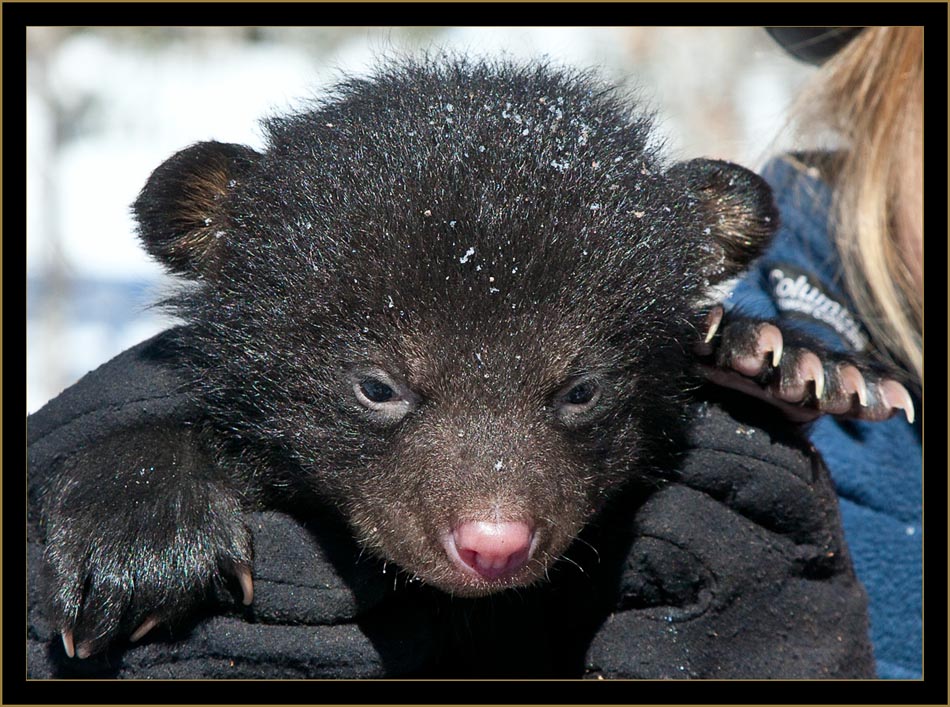 Black Bear Cub