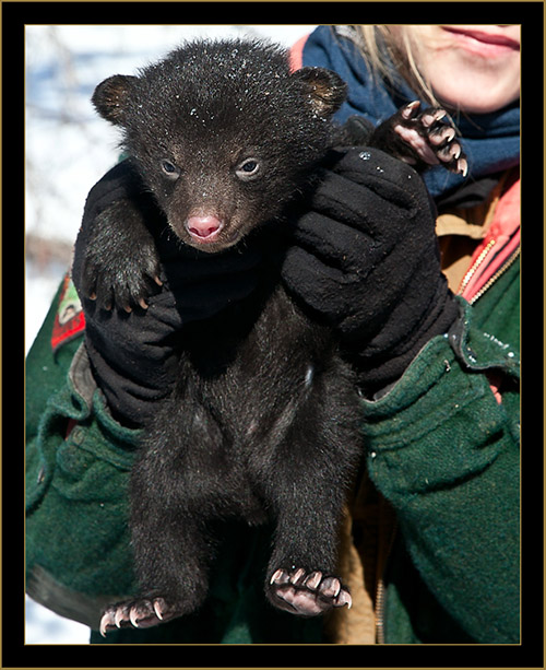 Black Bear Cub