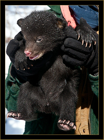 Black Bear!