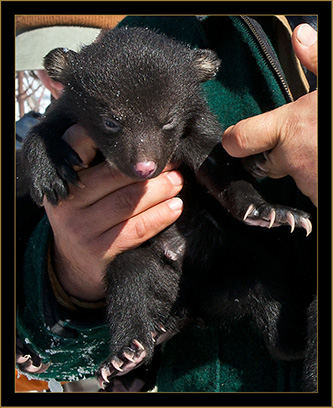 Black Bear!