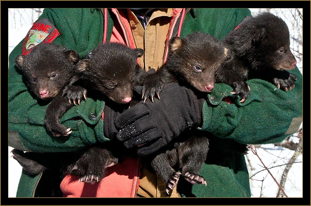 Brothers and Sisters Cubs