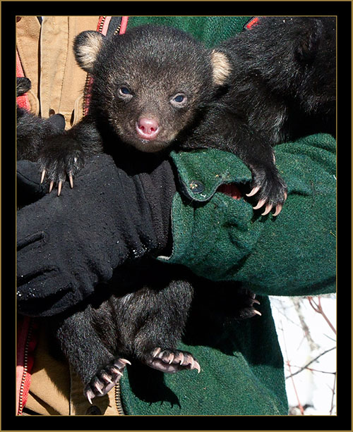 Black Bear Cub