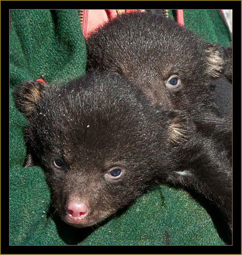 Black Bear Cubs