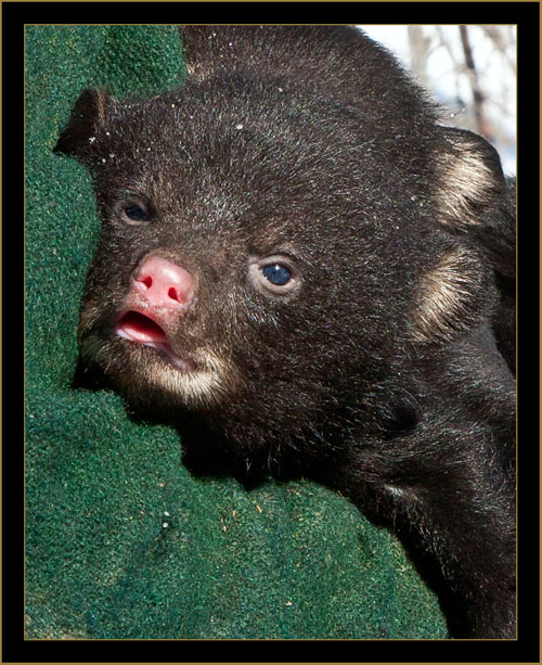 Black Bear Cub