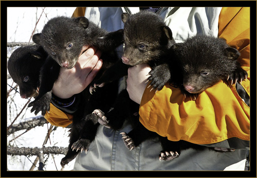 Ashley & the Cub Brood