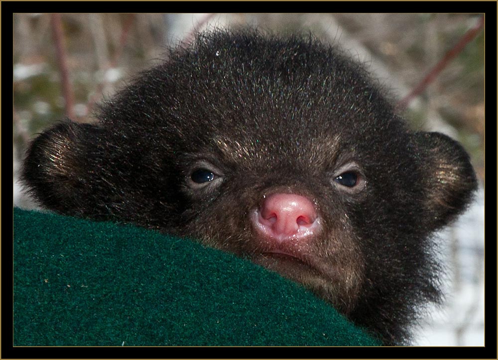 Black Bear Cub