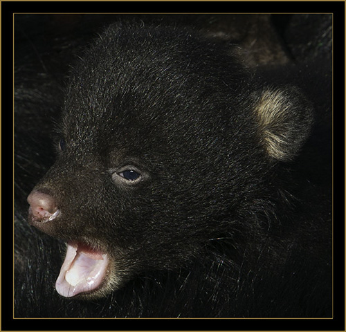 Black Bear Cub