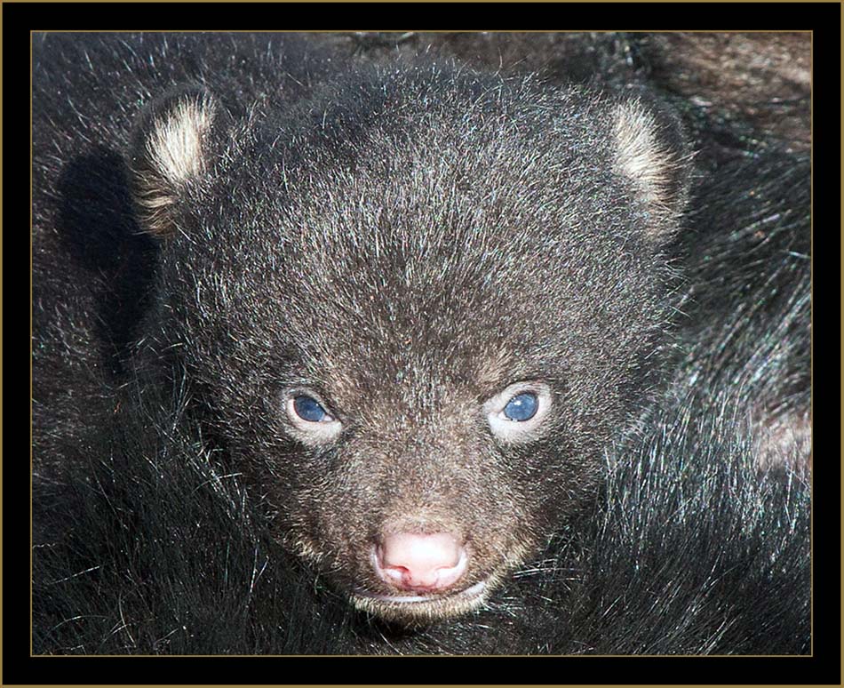 Black Bear Cub