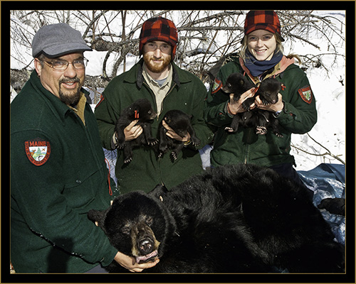 The Bear Crew