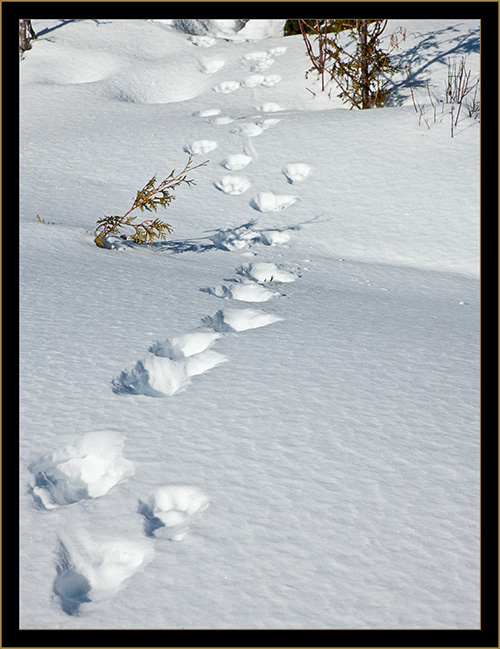 Lynx Tracks in the Snow