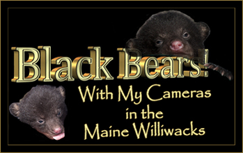 Black Bears! With My Cameras in the Maine Williwacks