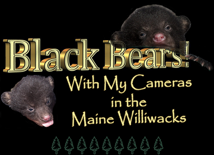 Black Bears! With my Cameras in the Maine Williwacks - Photography by Kirk M. Rogers