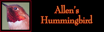 Allen's Hummingbird Gallery