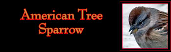 American Tree Sparrow Gallery