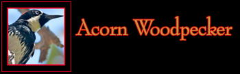 Acorn Woodpecker Gallery