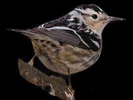 Black & White Warbler