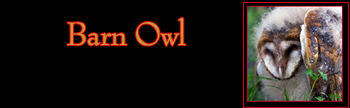 Barn Owl Gallery