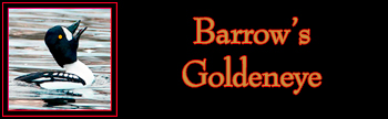 Barrow's Goldeneye Gallery