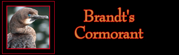 Brandt's Cormorant Gallery