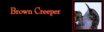 Brown Creeper Gallery