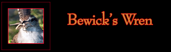 Bewick's Wren Gallery