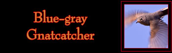 Blue-gray Gnatcatcher Gallery