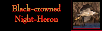 Black-crowned Night-Heron Gallery