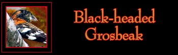 Black-headed Grosbeak Gallery