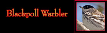 Blackpoll Warbler Gallery