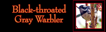 Black-throated Gray Warbler Gallery