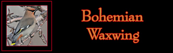 Bohemian Waxwing Gallery