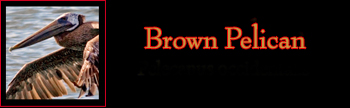 Brown Pelican Gallery