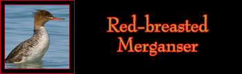 Red-breasted Merganser Gallery