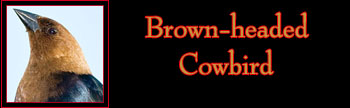 Brown-headed Cowbird Gallery