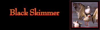 Black Skimmer Gallery