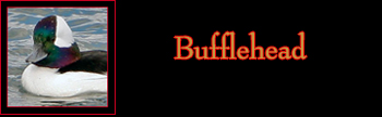 Bufflehead Gallery
