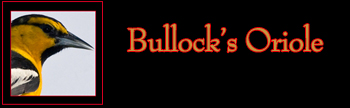 Bullock's Oriole Gallery