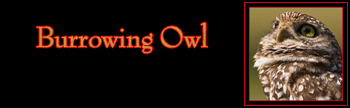 Burrowing Owl Gallery