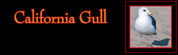 California Gull Gallery