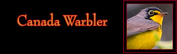Canada Warbler Gallery