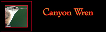 Canyon Wren Gallery