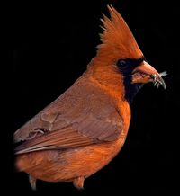 Northern Cardinal