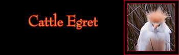 Cattle Egret Gallery